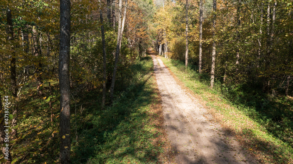 Obraz premium Forest ground road in autumn