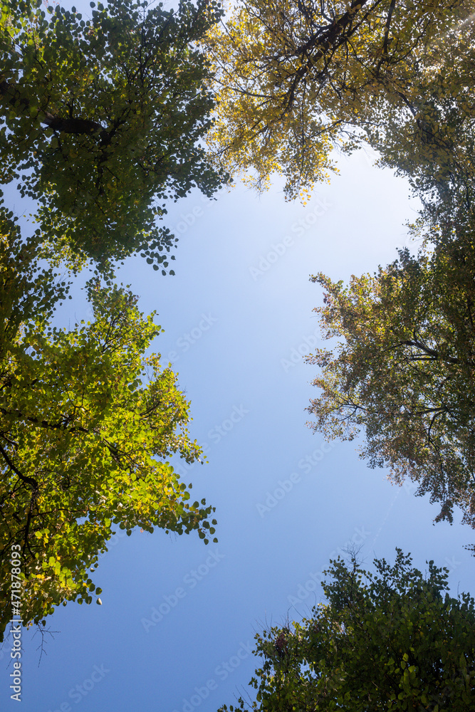 Autumn landscape, trees with bright leaves against the sky. Autumn landscape, trees with bright leaves against the sky.