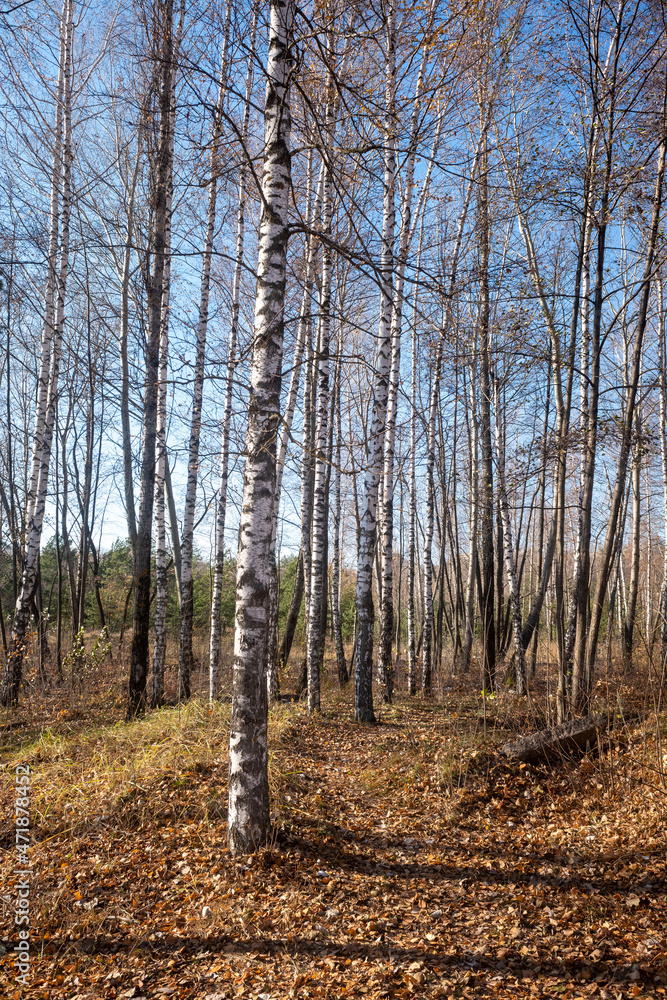 Tall trees without leaves in the park, autumn landscape, clear sunny day. Tall trees without leaves in the park, autumn landscape, clear sunny day.