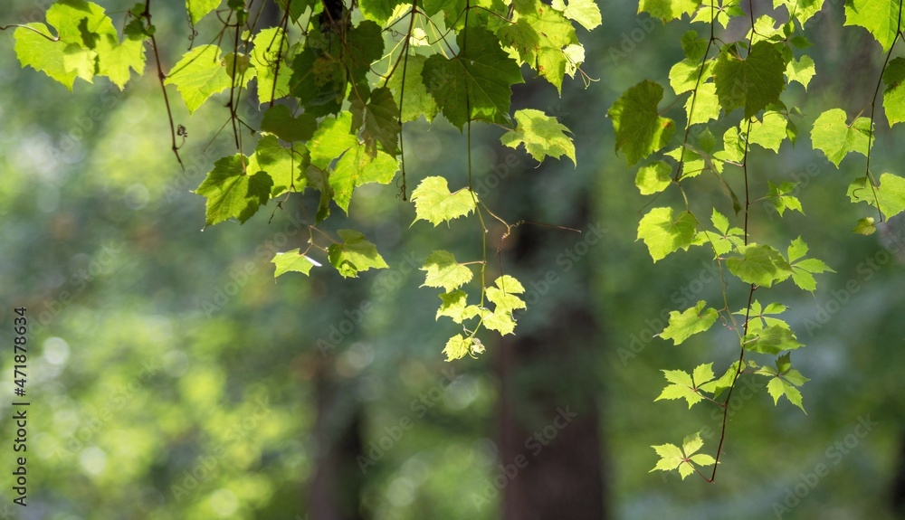 Green leaves of wild grapes, background. Green leaves of wild grapes, background.