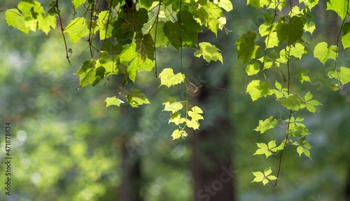 Green leaves of wild grapes, background.
