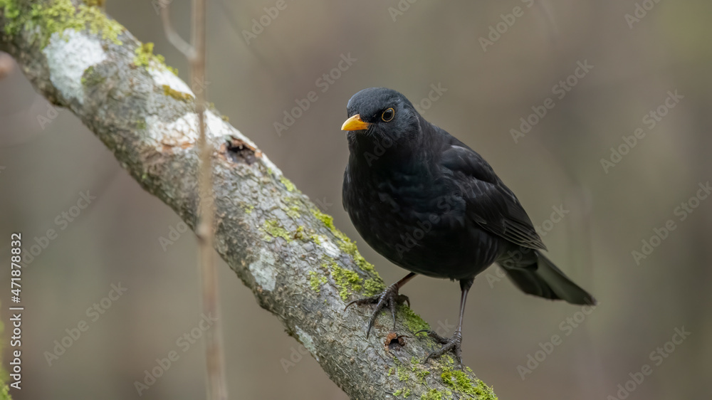Fototapeta premium bird, natur, nachplappern, tier, robin, wild lebende tiere, schnabel, ast, wild,