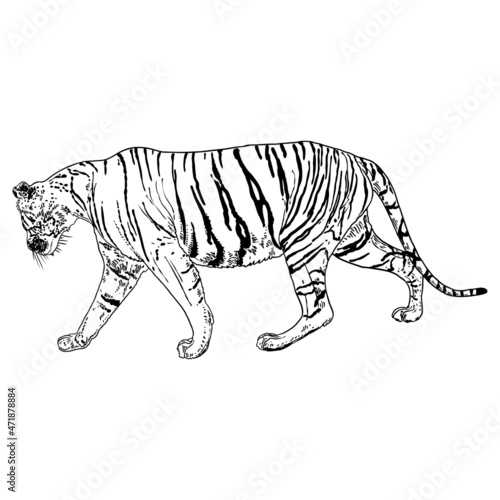 Tiger walking. Amur or Siberian tiger, big wild cat. Endangered animal from red book, hand drawn. Vector.