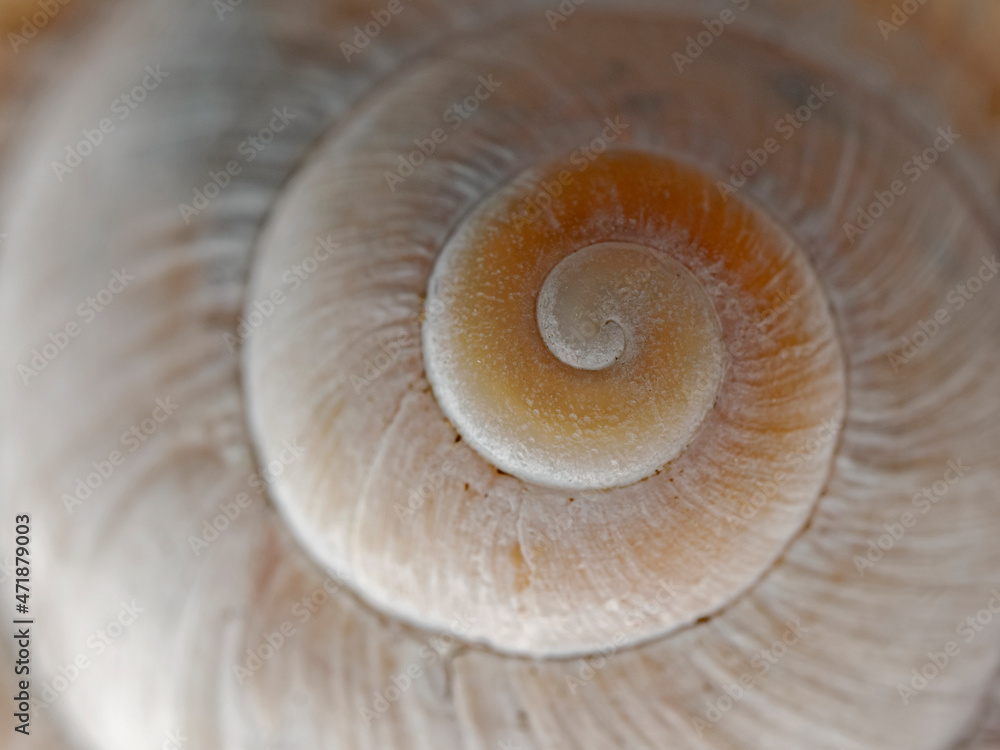 Snail shell of a Roman snail