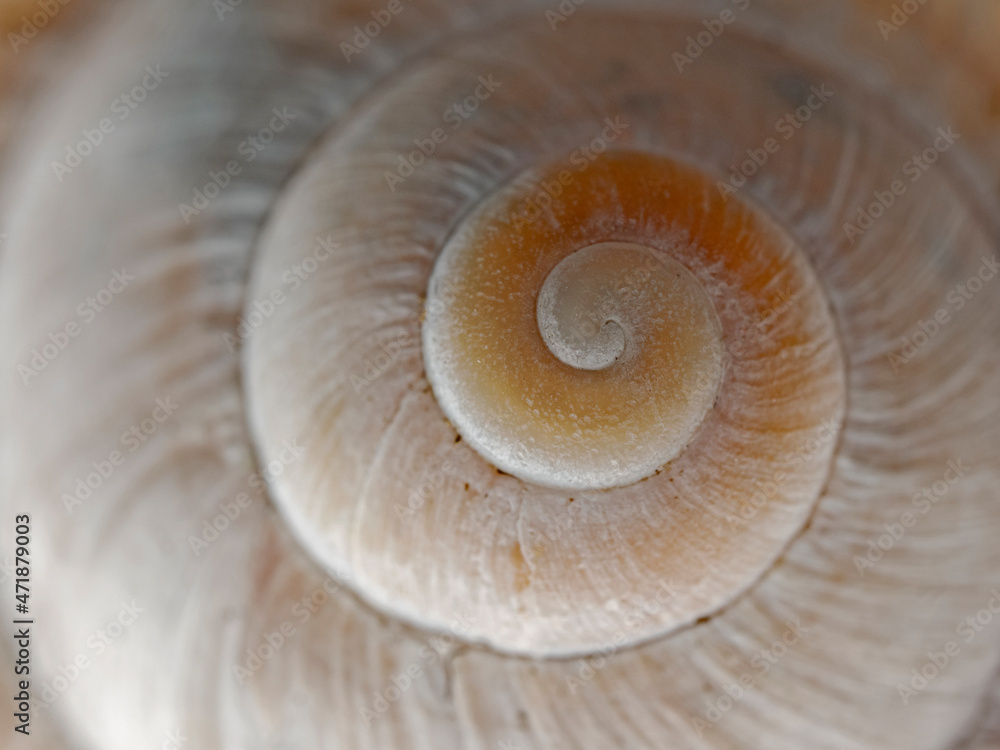 Snail shell of a Roman snail Snail shell of a Roman snail