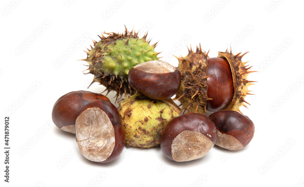 Chestnut fruits in husks on a white background. Chestnut fruits in husks on a white background.