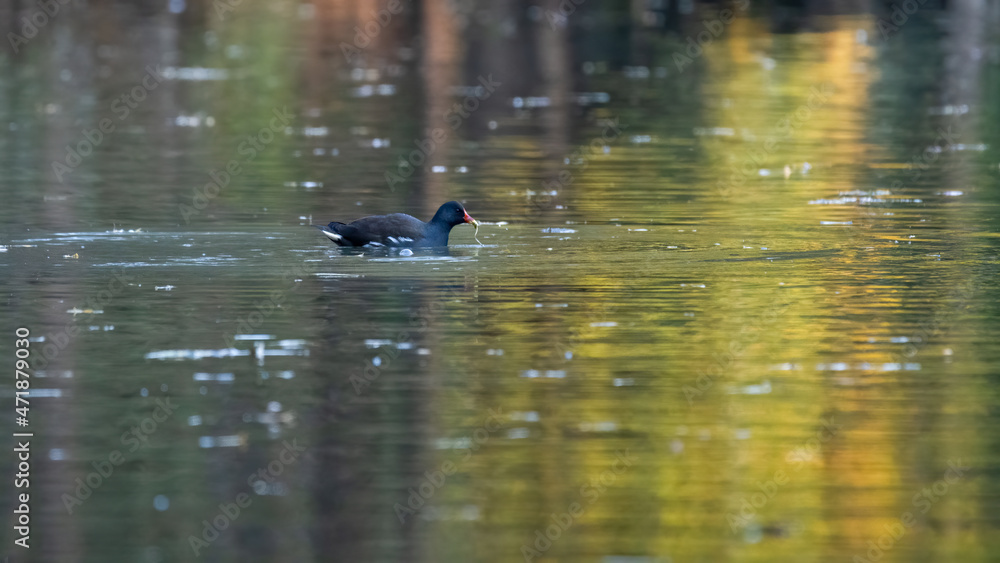 bird, ente, wasser, see, natur, teich, wild lebende tiere, tier, bird, baden, bird, ente, wasser, see, natur, teich, wild lebende tiere, tier, bird, baden,