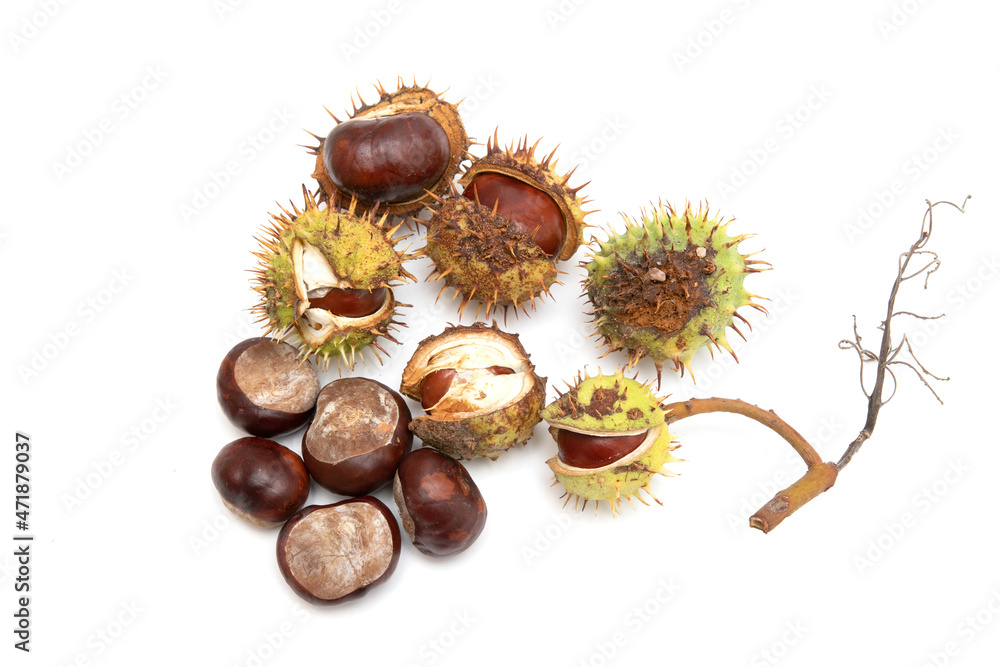 Chestnut fruits in husks on a white background. Chestnut fruits in husks on a white background.