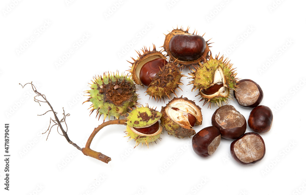 Chestnut fruits in husks on a white background. Chestnut fruits in husks on a white background.