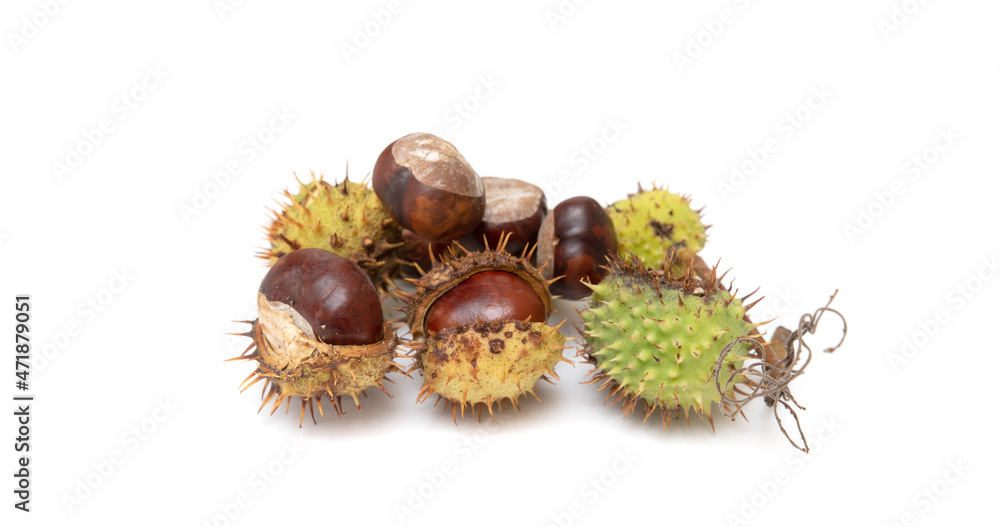 Chestnut fruits in husks on a white background. Chestnut fruits in husks on a white background.