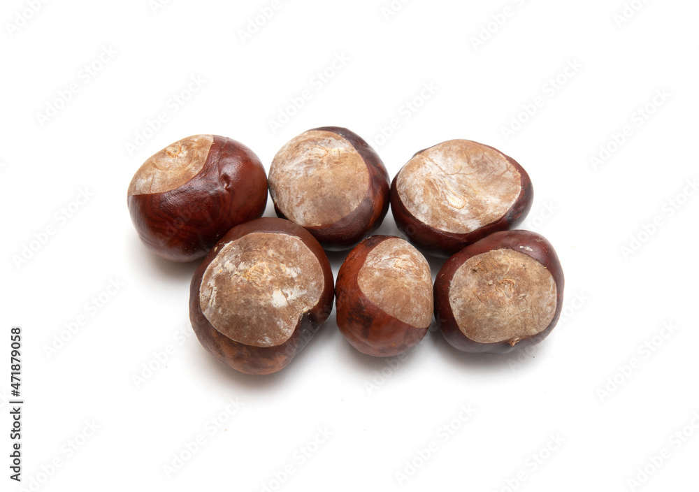 Chestnut fruits in husks on a white background. Chestnut fruits in husks on a white background.