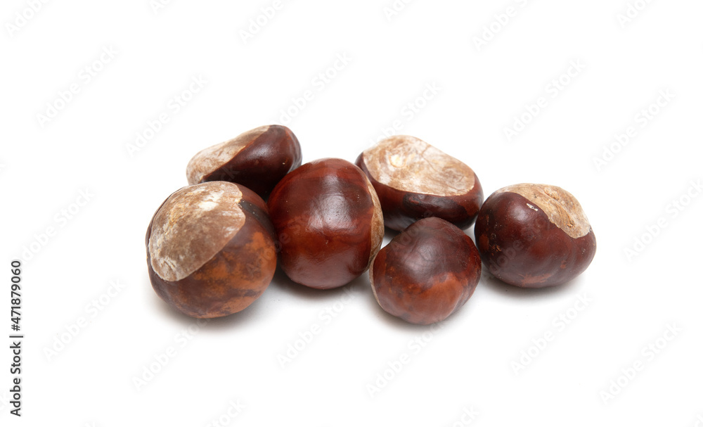 Chestnut fruits in husks on a white background. Chestnut fruits in husks on a white background.