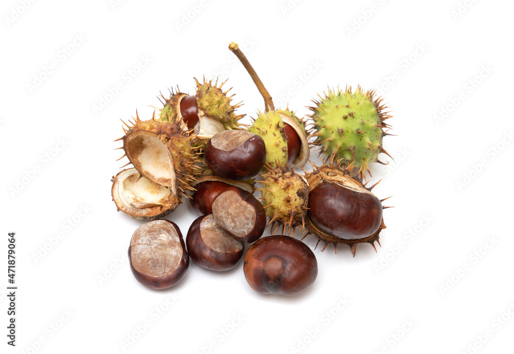 Chestnut fruits in husks on a white background. Chestnut fruits in husks on a white background.