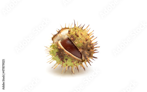 Chestnut fruits in husks on a white background.