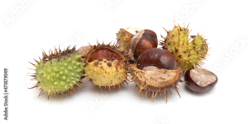 Chestnut fruits in husks on a white background.