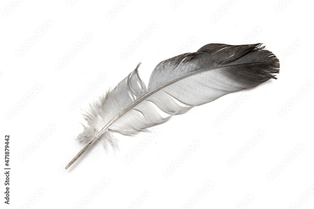 bird feather on a white background. bird feather on a white background.