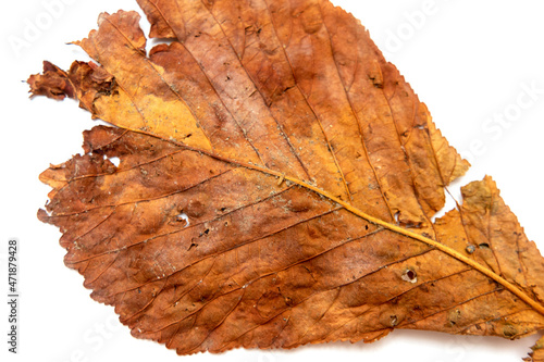 Dry leaf on a white background.