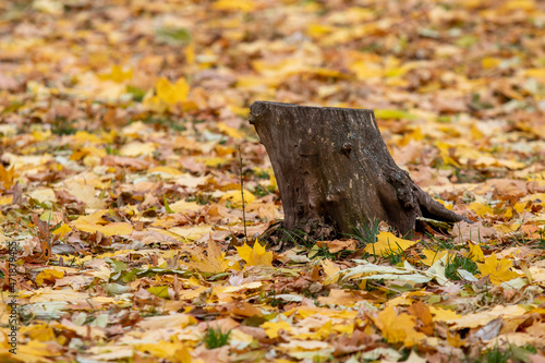 tree trunk as background in nature.