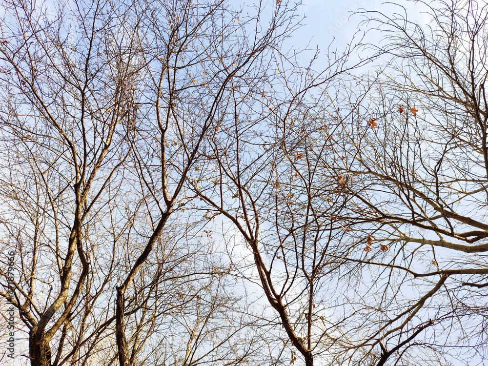 Autumn, tree against the blue sky, bottom view. Autumn, tree against the blue sky, bottom view.