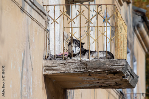 Husky dog on the balcony in the house.