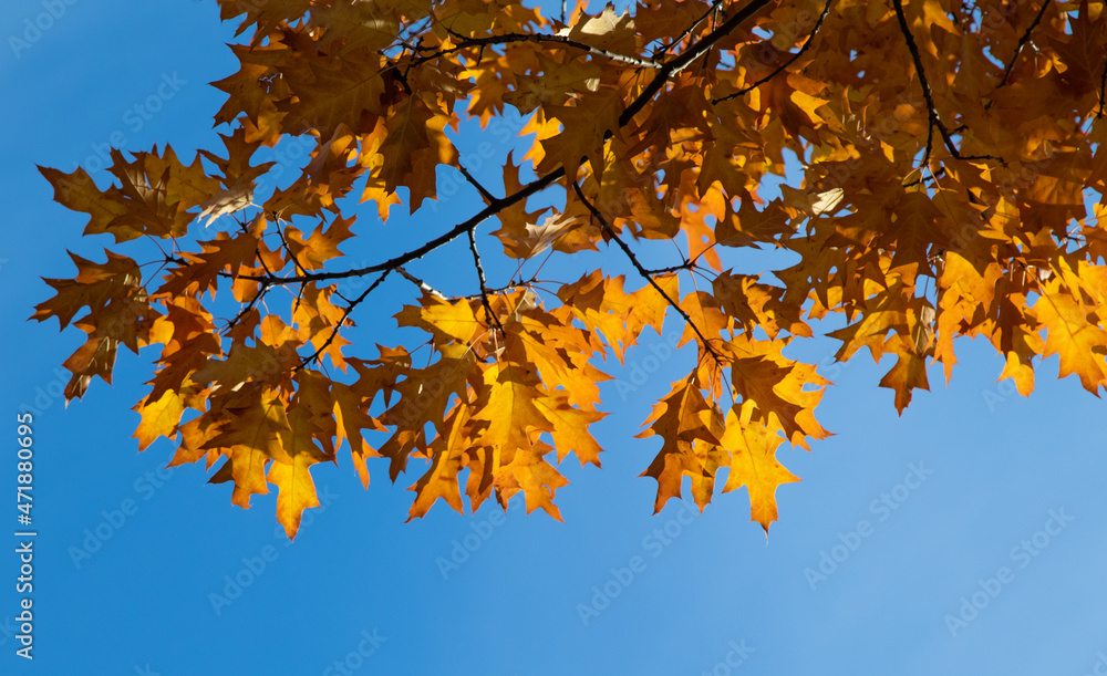 Bright autumn orange leaves on a tree against the background of the sky. Bright autumn orange leaves on a tree against the background of the sky.
