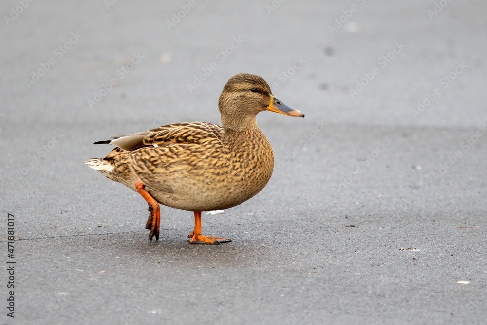 Wild gray duck on the road. Wild gray duck on the road.