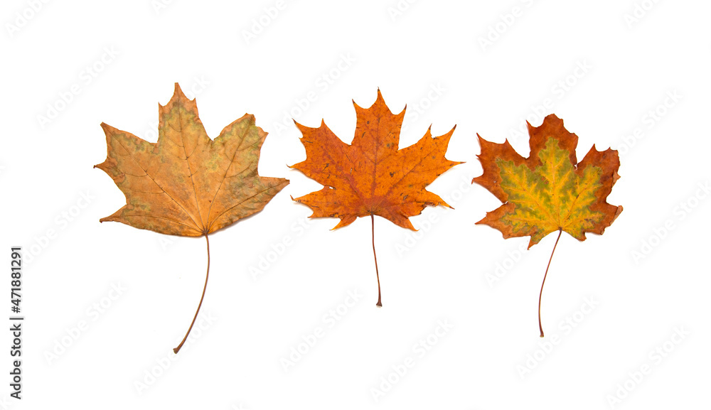 Bright autumn leaves on a white background. Bright autumn leaves on a white background.