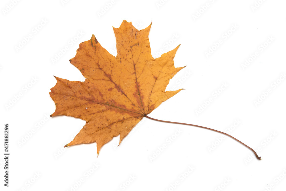 Bright autumn leaves on a white background. Bright autumn leaves on a white background.