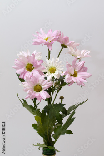 Lilac bouquet of chrysanthemums on white.