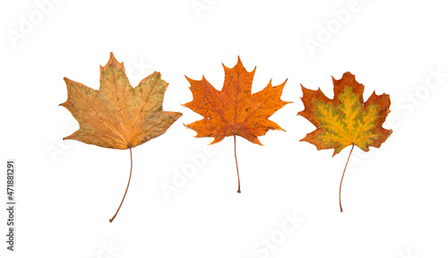 Bright autumn leaves on a white background.