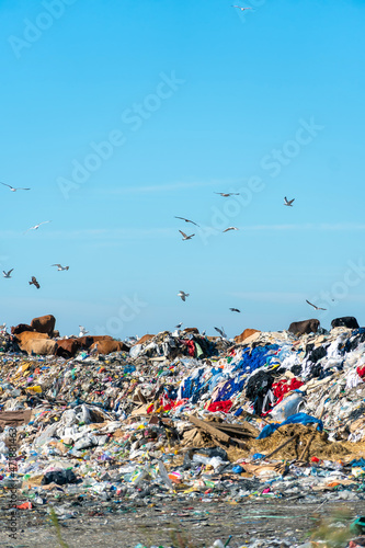 Huge dump with cows  seagulls on a sunny day. Concept of ecology  nature protection. Vertical photo