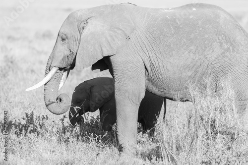 Female Elephant and his child