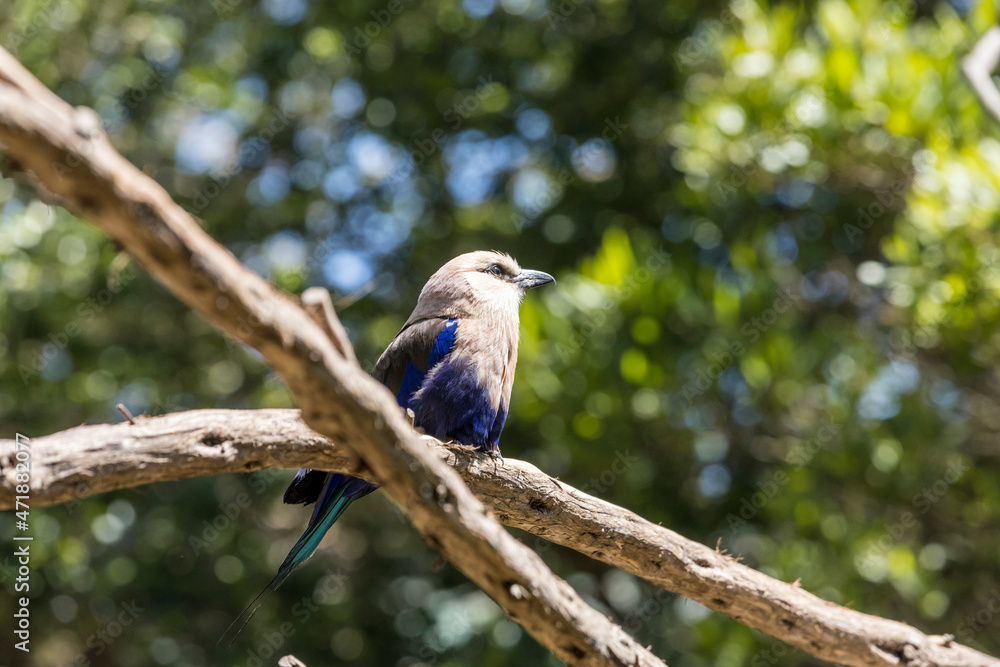 Blue bellied roller sits on crossed sticks and looks to the skies Blue bellied roller sits on crossed sticks and looks to the skies