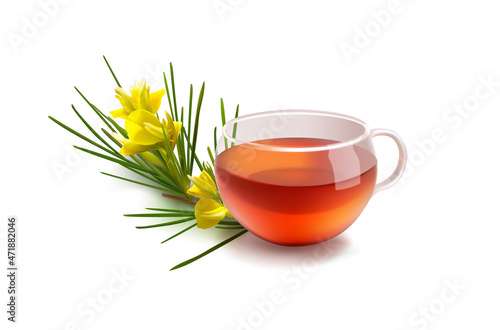 Realistic 3d vector illustration of rooibos drink. Cup of tea isolated on white. Rooibos branch in blossom. Herbal roibos tea. Transparent glass mug. Red bush caffeine free Aspalathus herbal infusions
