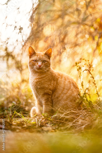 Beautiful Ginger Cat Watching over his Territory 