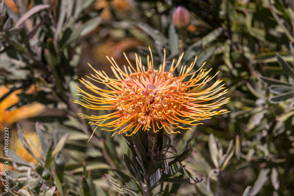 Spiky orange flower thriving in the summer heat against a green background Spiky orange flower thriving in the summer heat against a green background