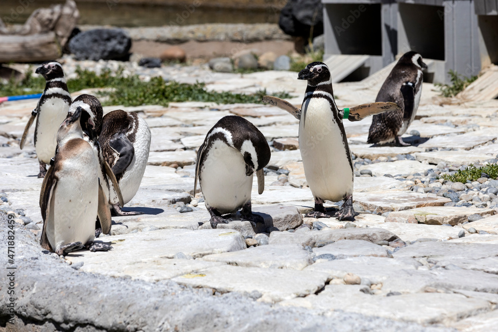 Obraz premium Group of penguins sunning themselves on the rocks near a pond