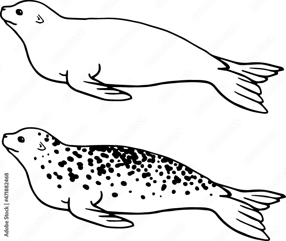Seals Clipart Black And White