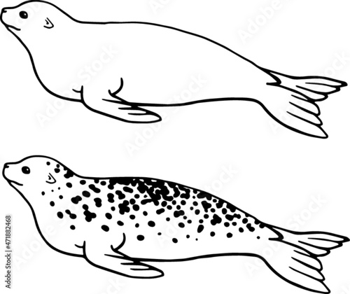 Spotted Seal Clipart Set - Outline photo