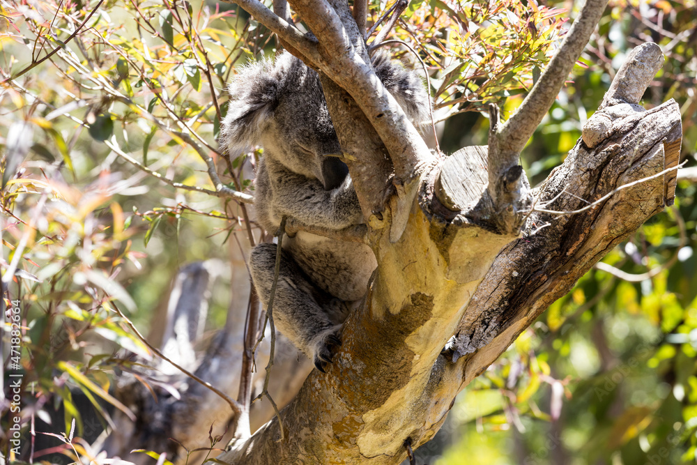 Fototapeta premium Grey koala tucked into a tree sleeping during the day
