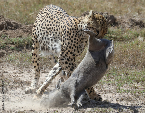 Cheetah on Ol Pejeta Park