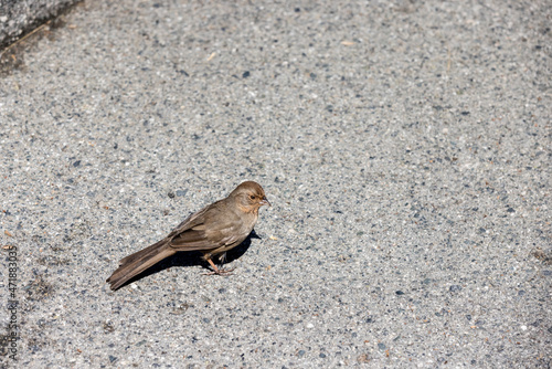 Tiny brown bird hops around on an asphalt streeet photo