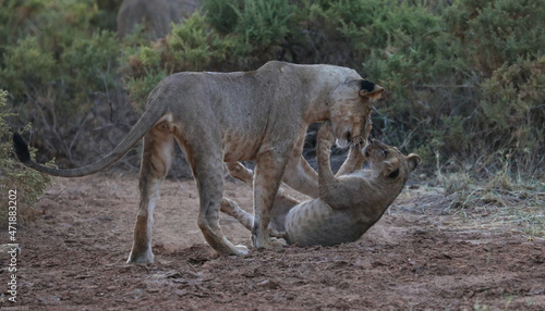 lioness and her cub in the Samburu Park
