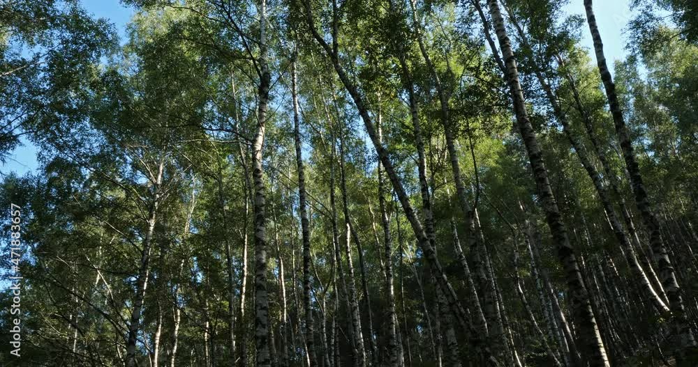 Birch forest near Le Plan de Monfort, the Cevennes National park, Lozere department, France Birch forest near Le Plan de Monfort, the Cevennes National park, Lozere department, France