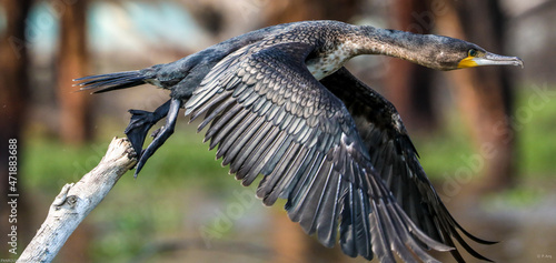 flight of a cormorant for the hut
