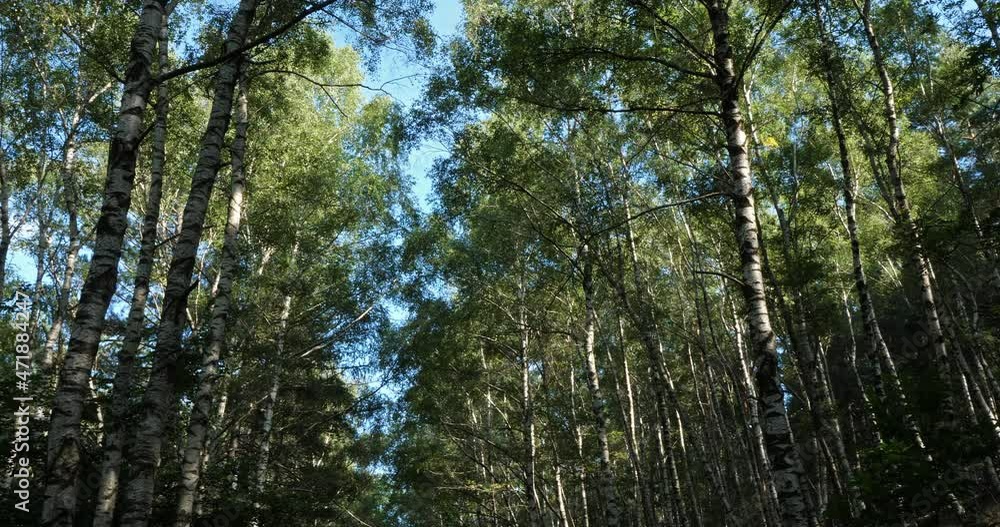 Birch forest near Le Plan de Monfort, the Cevennes National park, Lozere department, France Birch forest near Le Plan de Monfort, the Cevennes National park, Lozere department, France