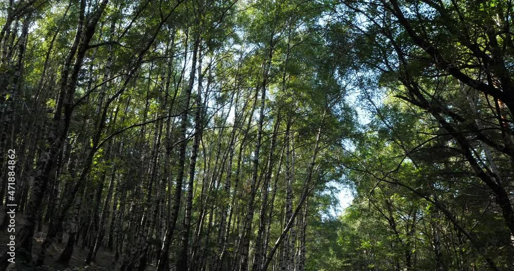 Birch forest near Le Plan de Monfort, the Cevennes National park, Lozere department, France. Birch forest near Le Plan de Monfort, the Cevennes National park, Lozere department, France.