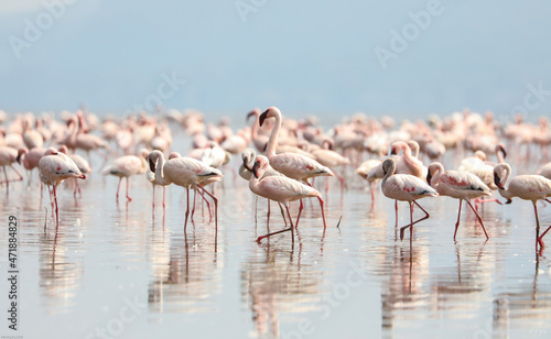 flamingo colony at lake nakuru