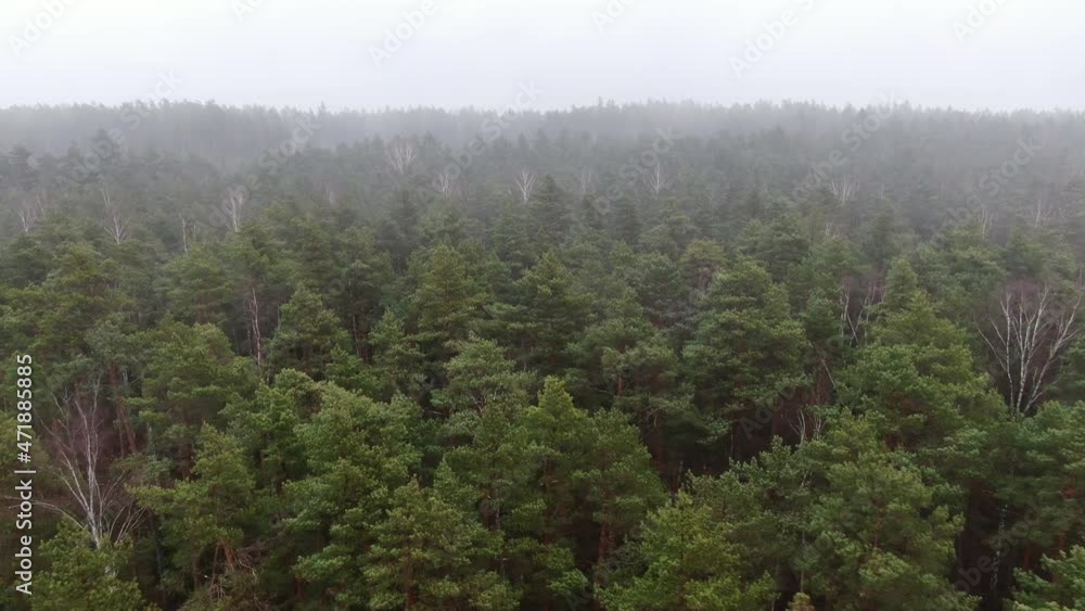 Flight over the forest. Fog and overcast. The tops of the trees. Wild land. Bird's flight altitude Flight over the forest. Fog and overcast. The tops of the trees. Wild land. Bird's flight altitude