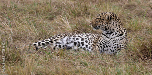 leopard after the hunting